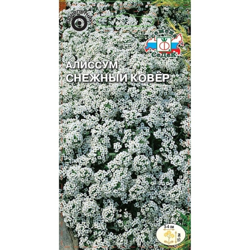 Алиссум снежный ковер СЕДЕК