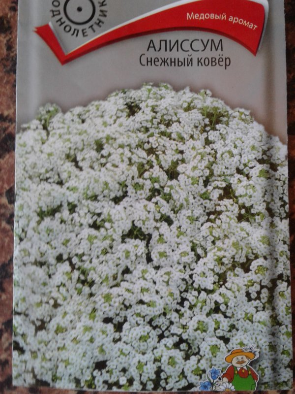 Цветы алиссум снежный ковер