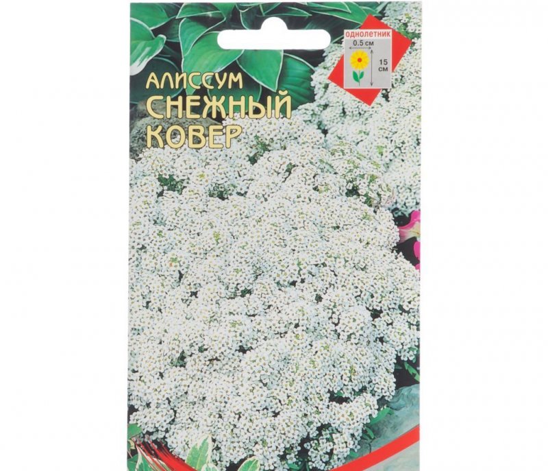 Алиссум лобулярия снежный ковер