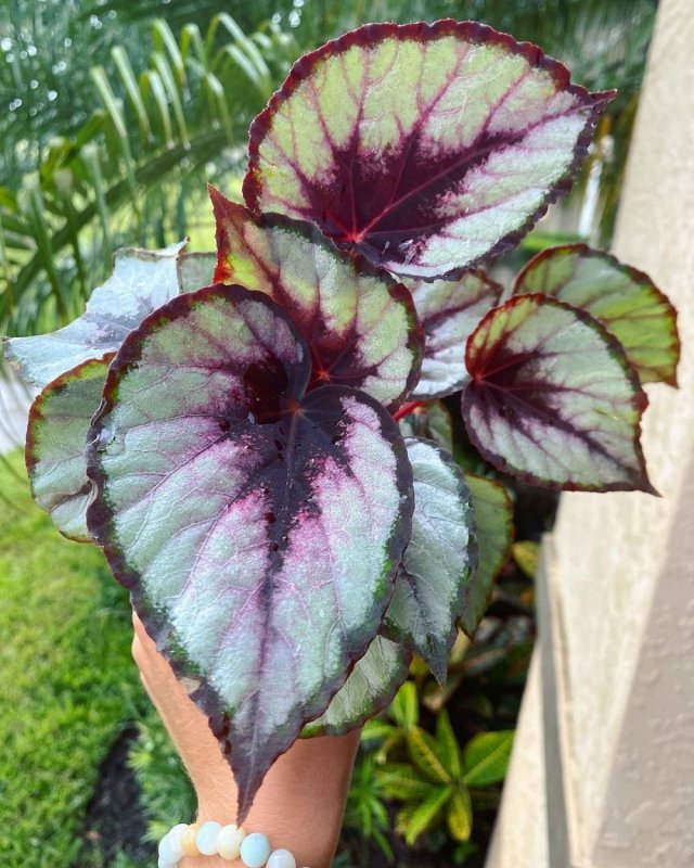 Begonia Rex Rumba