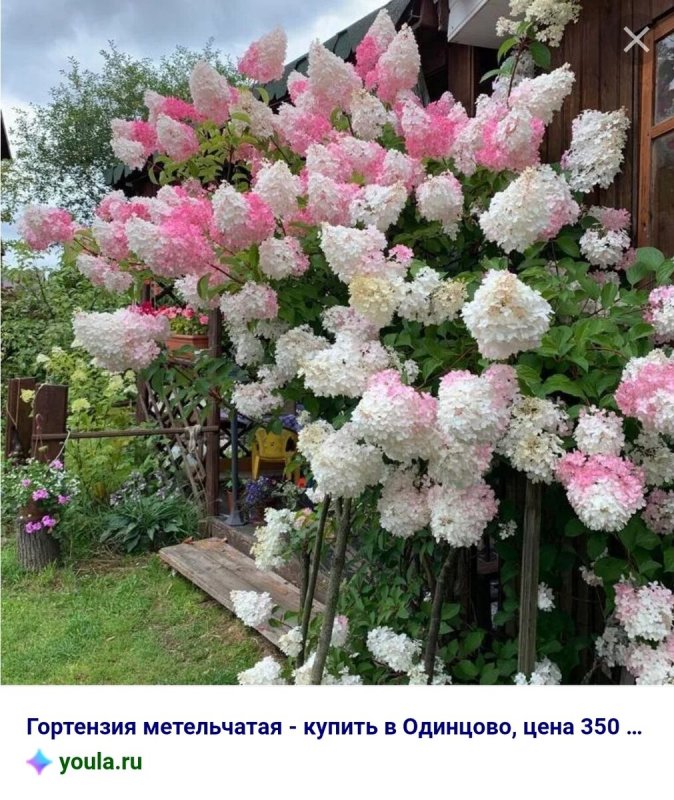 Гортензия Ванилла Фрейз