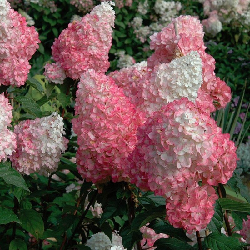 Гортензия Ванилла Фрайз Vanille-Fraise