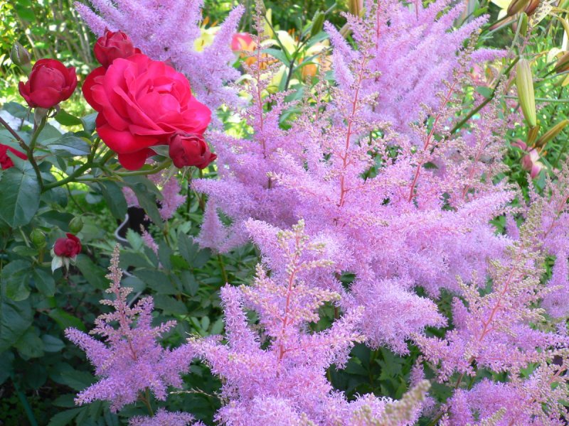 Астильба гиацинт Astilbe 'Hyazinth'