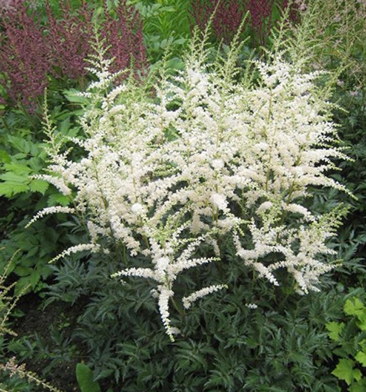 Astilbe simplicifolia Key largo