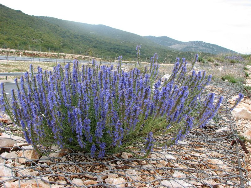 Иссоп лекарственный (Hyssopus officinalis)