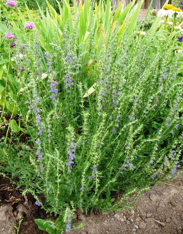 Иссоп лекарственный (Hyssopus officinalis)