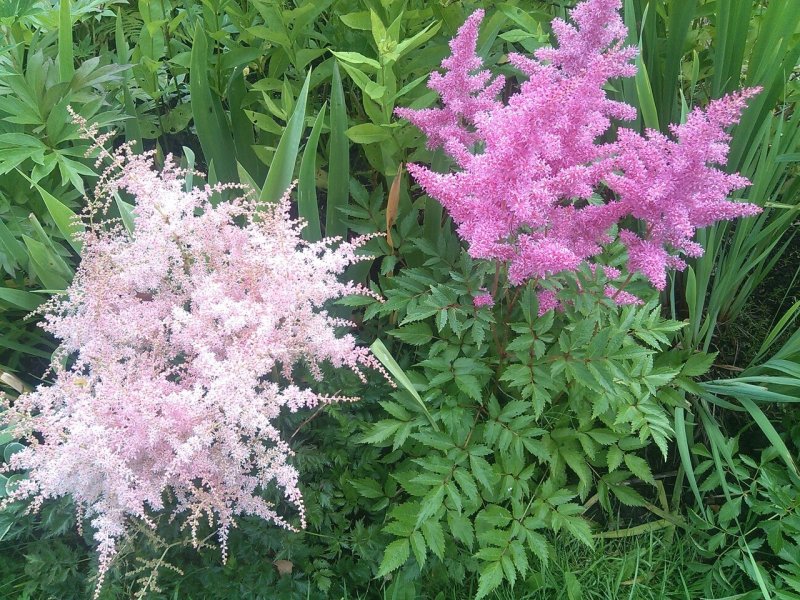 Астильба Vision in Pink
