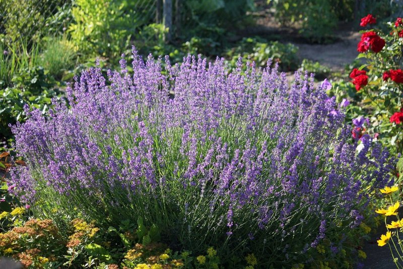 Шалфей Дубравный (Nepeta faassenii)