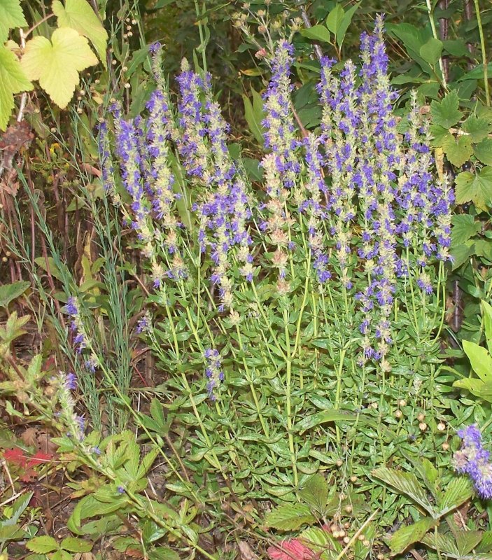 Иссоп officinalis aristatus