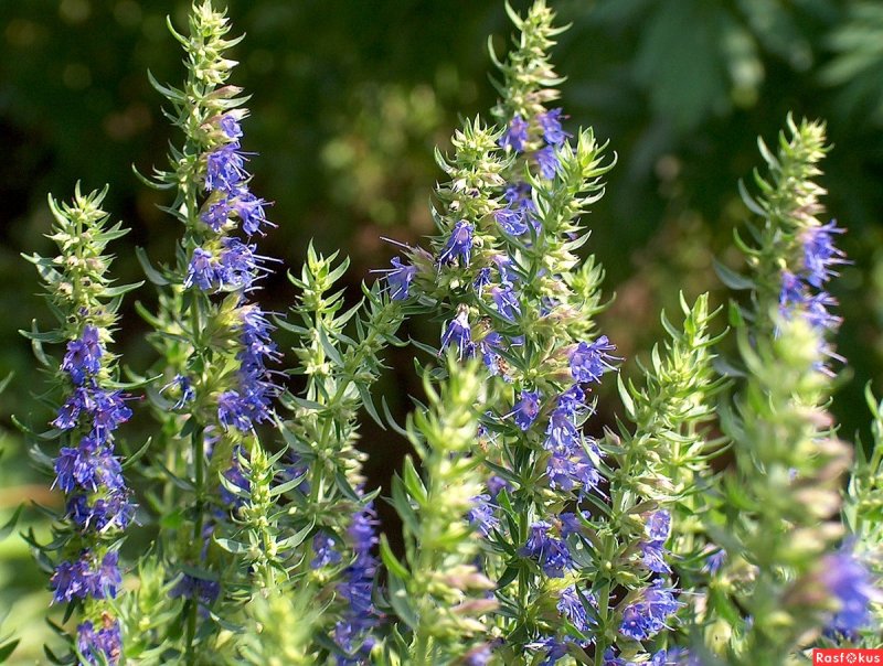 Лаванда Lavandula Silver Frost