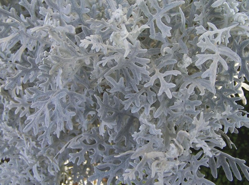 Цинерария серебристая Dusty Miller