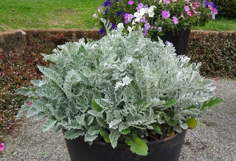 Цинерария Приморская (Senecio cineraria)