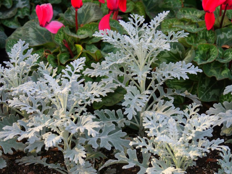 Цинерария серебристая Dusty Miller