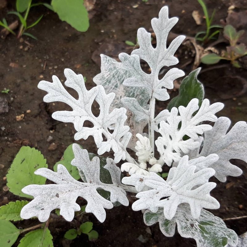 Цинерария Приморская (Senecio cineraria)
