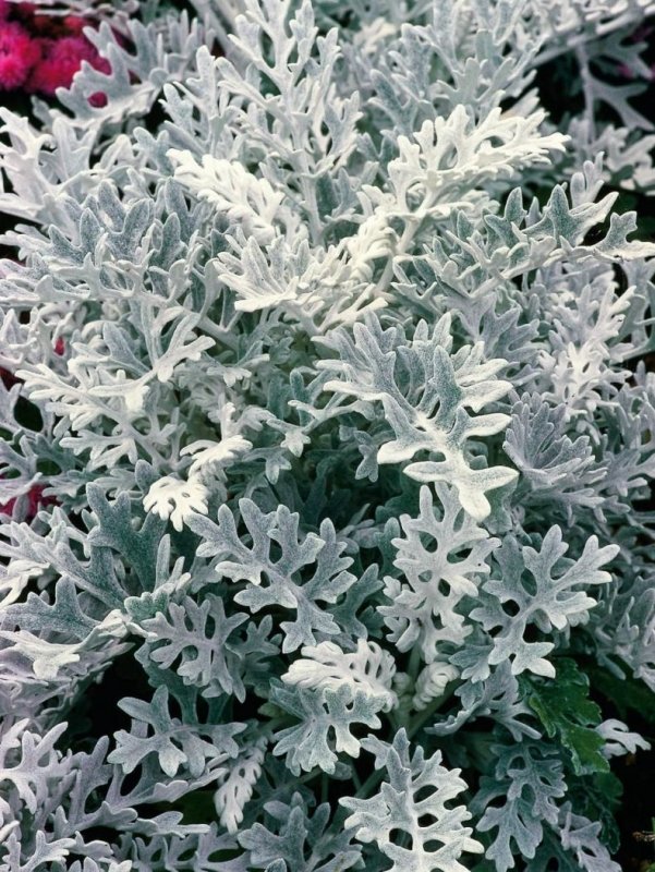 Цинерария Приморская cineraria maritima