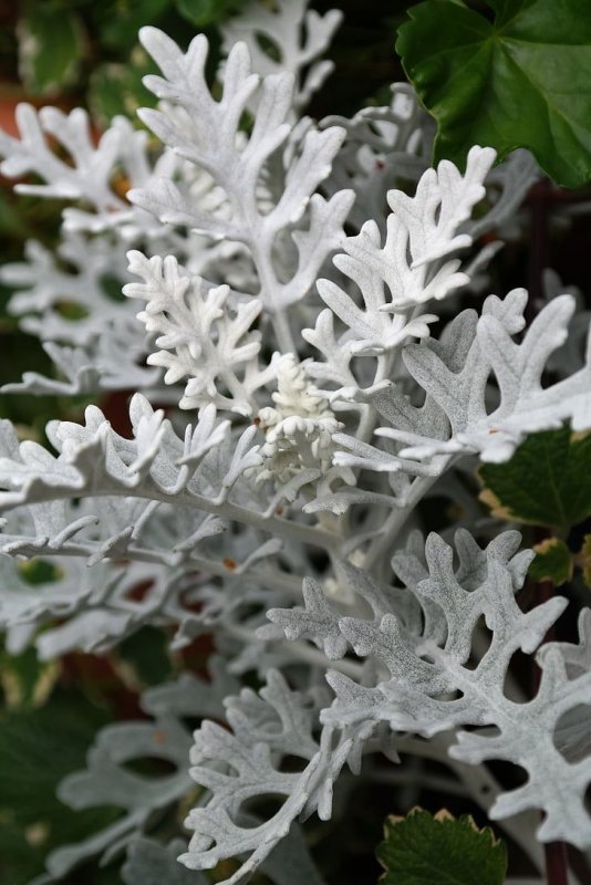 Цинерария Приморская cineraria maritima