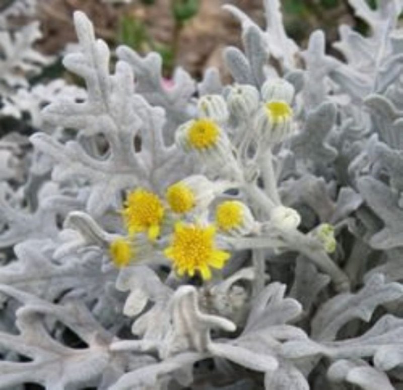 Цинерария Приморская cineraria maritima