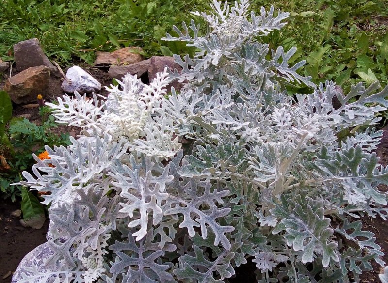 Цинерария Приморская cineraria maritima