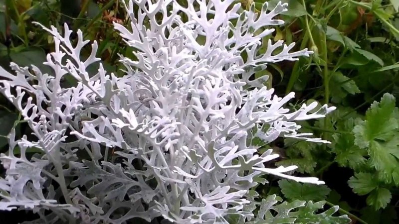 Цинерария Приморская cineraria maritima