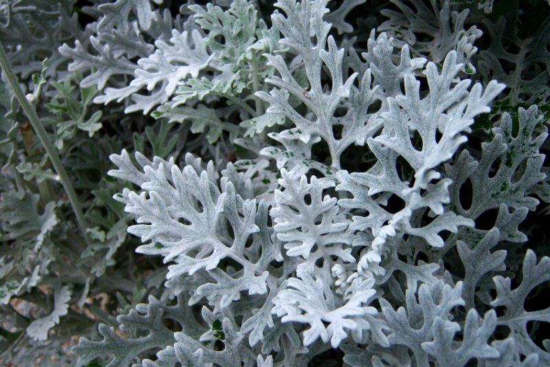 Крестовник Приморский (Senecio cineraria
