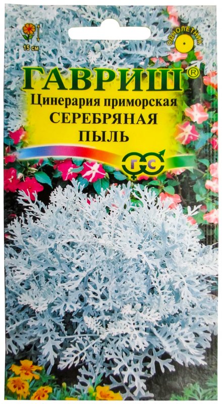 Цинерария Приморская серебряная