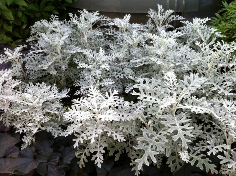 Цинерария Приморская (Senecio cineraria)