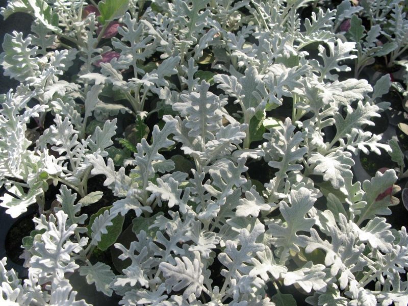 Цинерария Приморская cineraria maritima