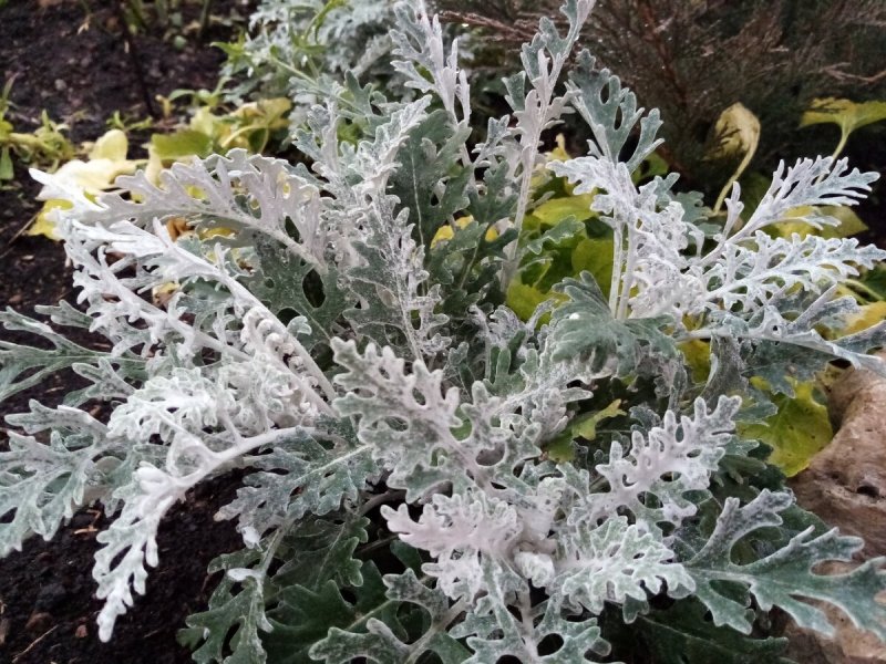 Цинерария Приморская (Senecio cineraria)