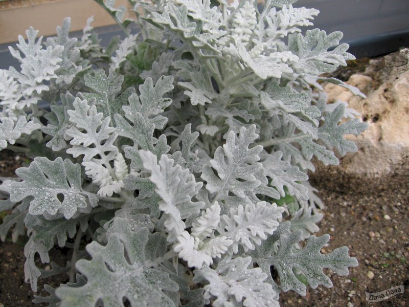Цинерария Приморская (Senecio cineraria)