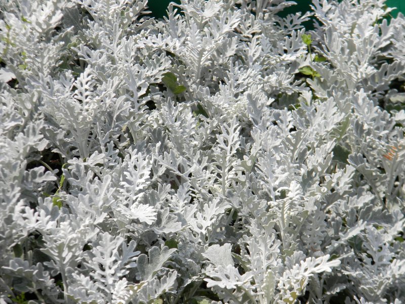 Цинерария Приморская (Senecio cineraria)