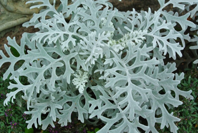 Цинерария (cineraria Senecio)