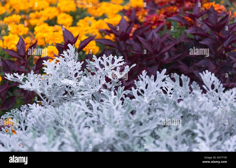 Цинерария cineraria maritima Silver Dust