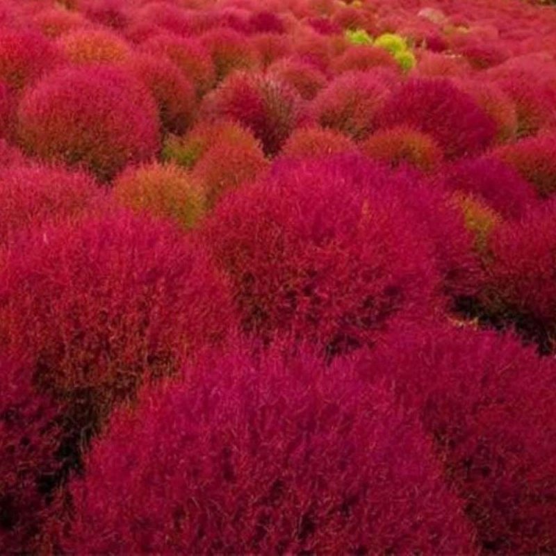 Кохия Scoparia