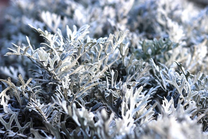 Цинерария Приморская (Senecio cineraria)