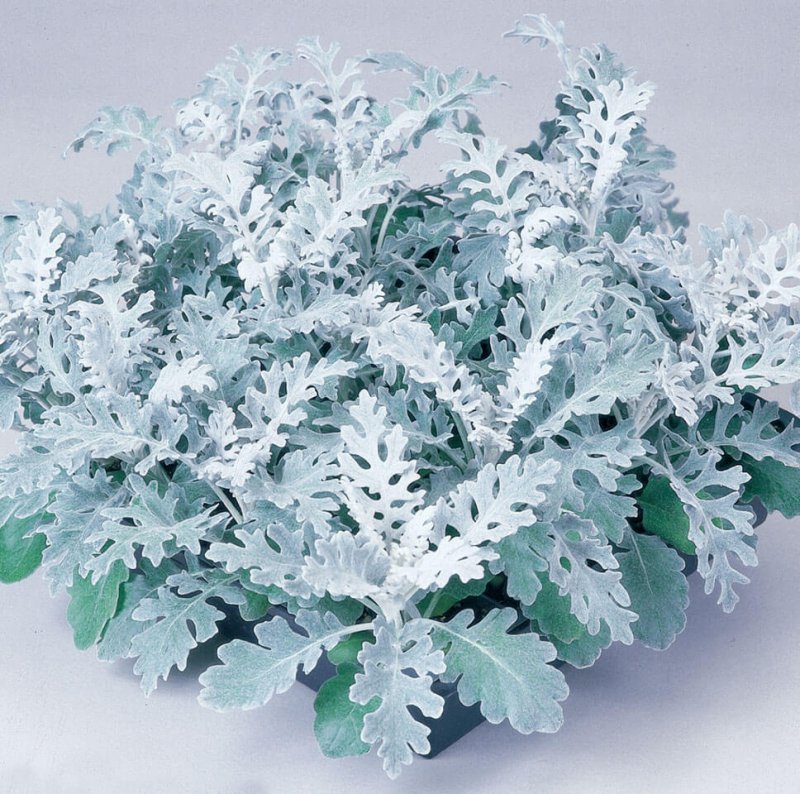 Цинерария Приморская (Senecio cineraria)