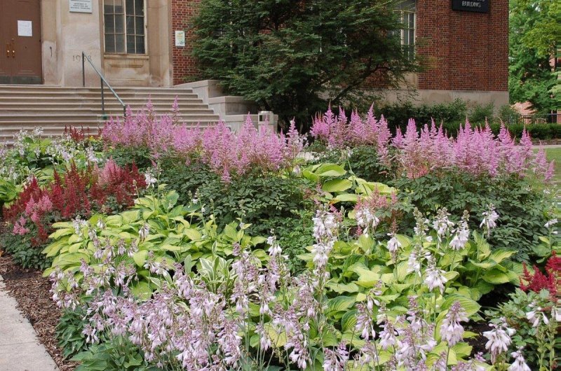 Астильба Давида Astilbe davidii