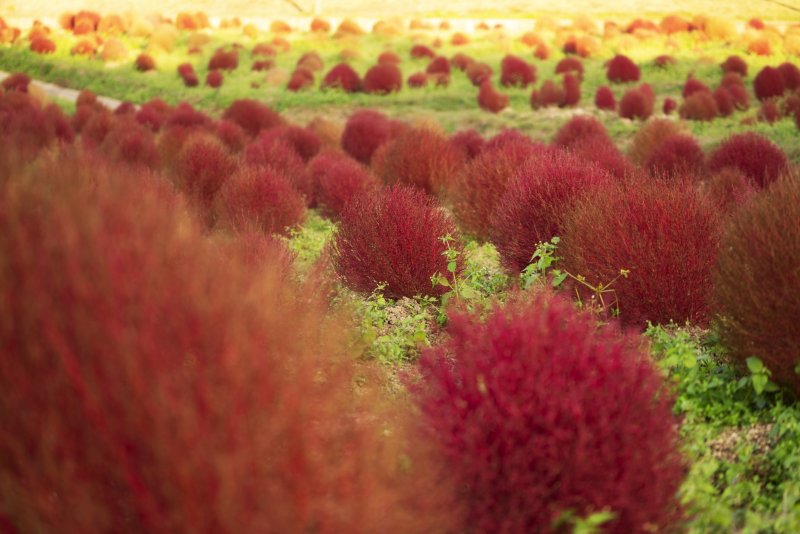 Кохия веничная (Kochia Scoparia)