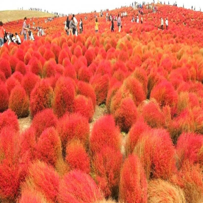 Кохия веничная (Kochia Scoparia)