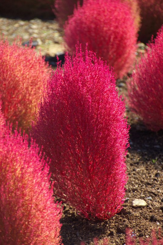 Kochia Scoparia