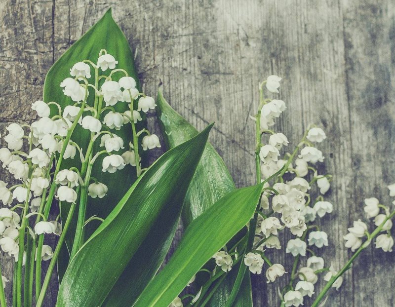 Lily_of_Valley слив