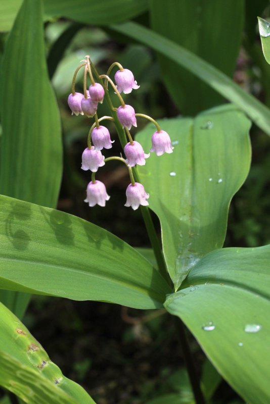 Convallaria Majalis