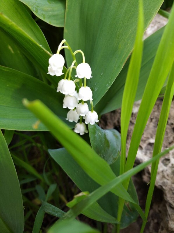Convallaria Majalis