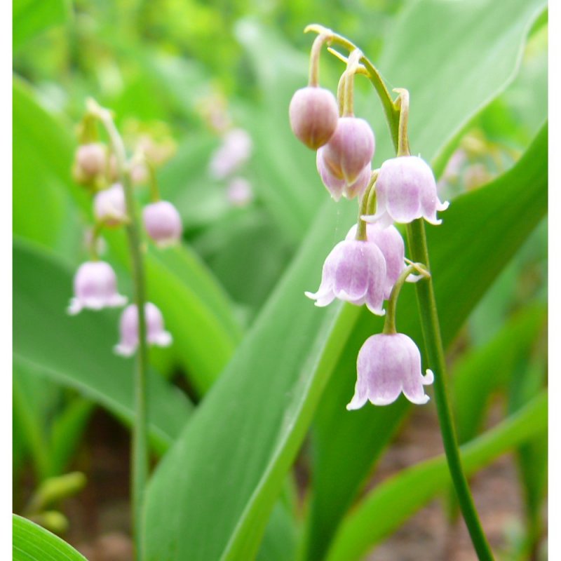 Ландыш Majalis rosea