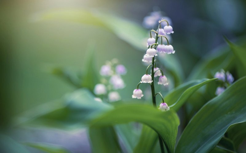 Ландыш Майский – Convallaria Majalis var. Rosea