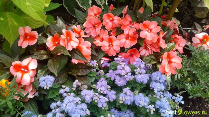 Бальзамин Impatiens
