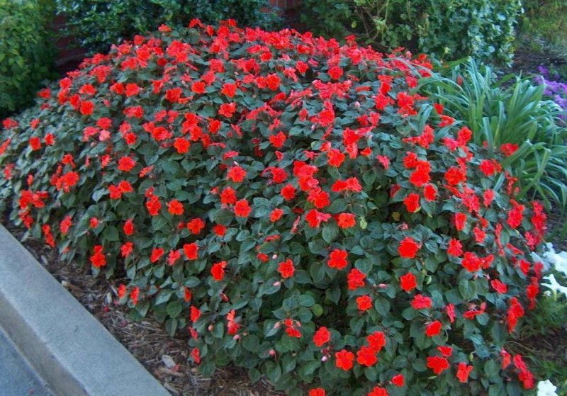 Impatiens parviflora