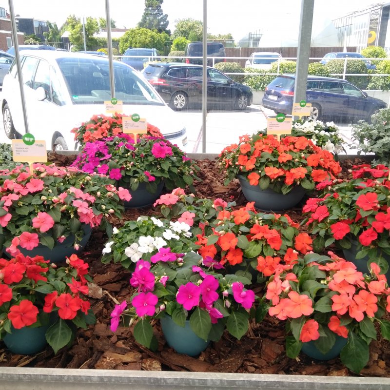 Бальзамин Impatiens