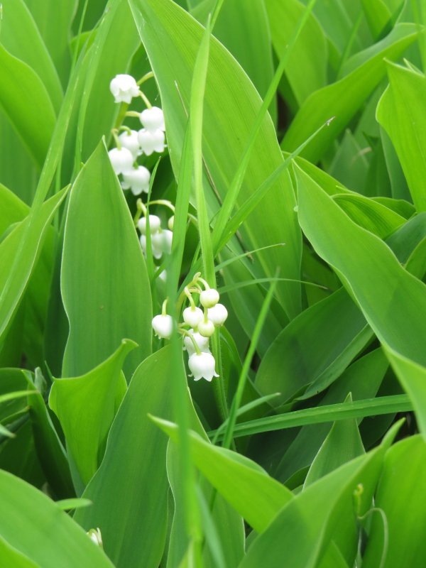 Convallaria Majalis rosea