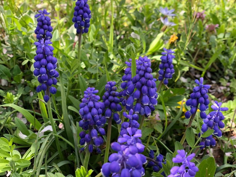 Ландыш Майский (Convallaria Majalis)