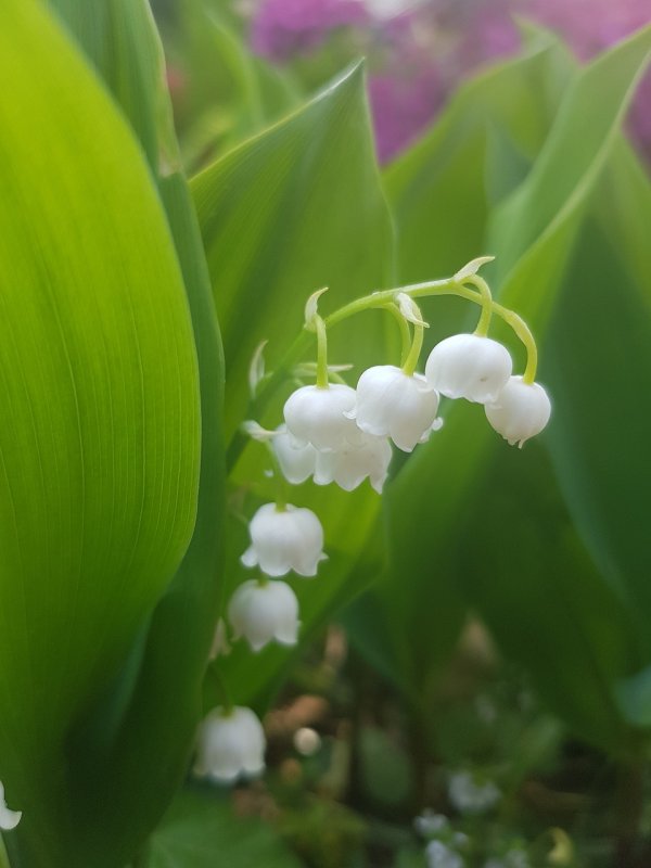 Ландыш Майский (Convallaria Majalis l.)